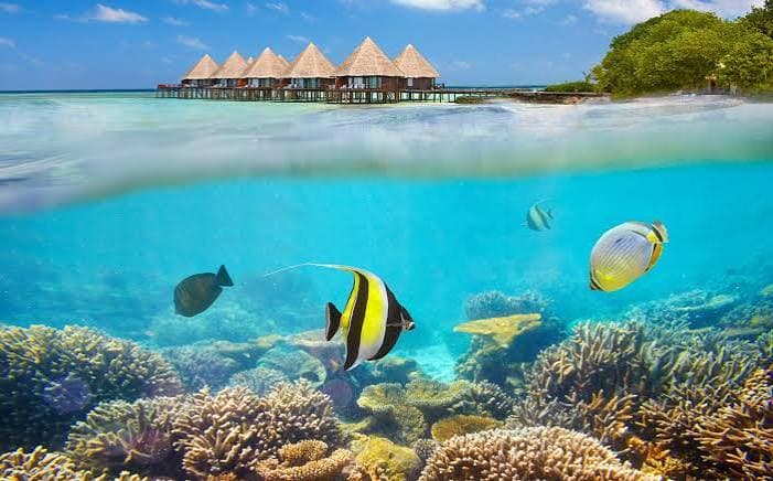 Coral reef