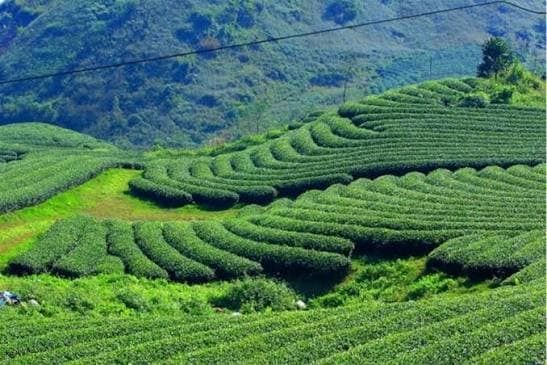 Tea hills