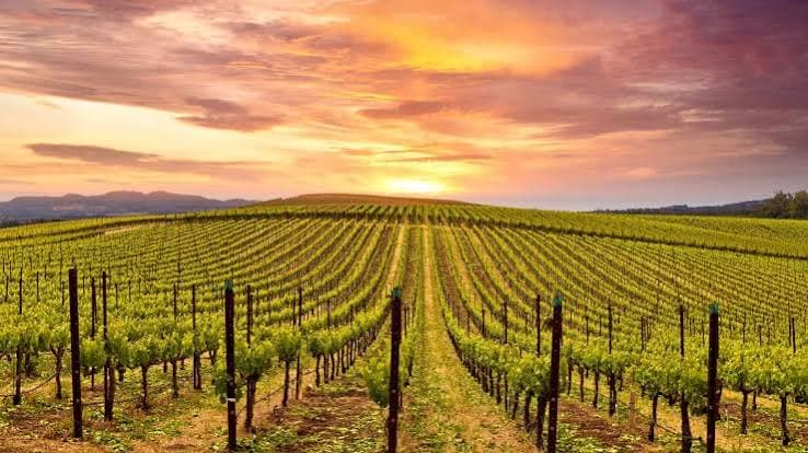 Wine-lands